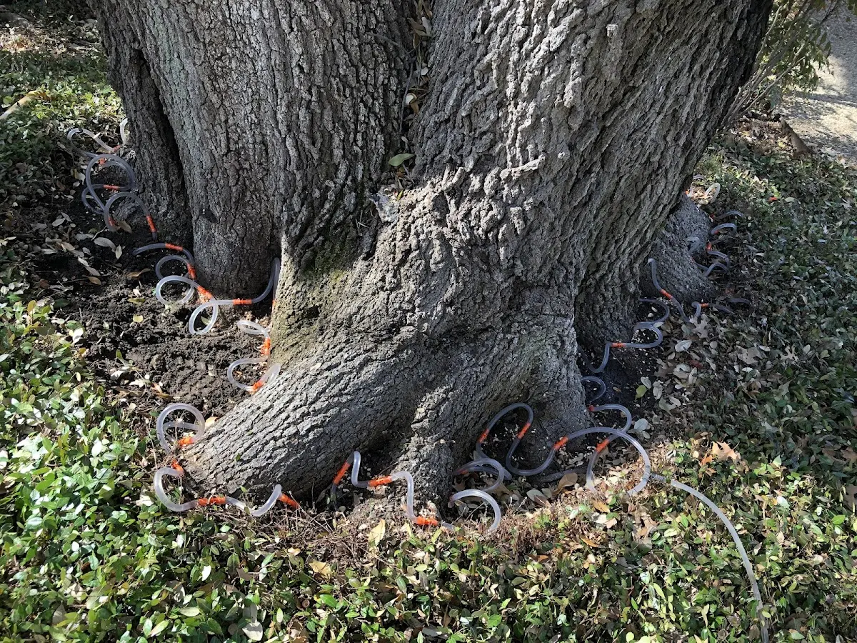 Detailed Tree Cabling and Bracing job site in Ralston