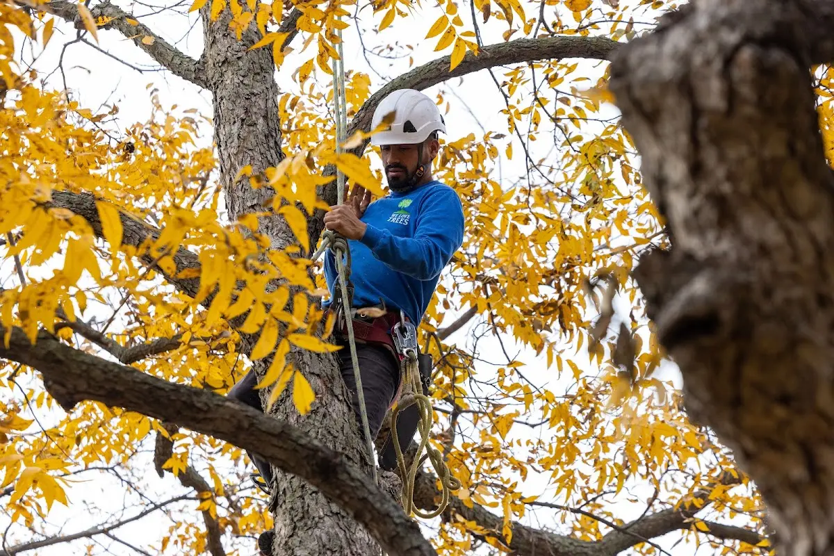 Skilled Tree Pruning crew working in Ralston